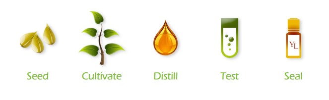 Seed-to-Seal-5-steps