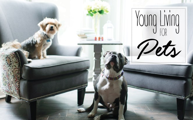 YL for Pets